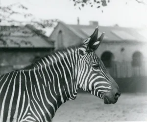Ein Bergzebra im Londoner Zoo, September 1921